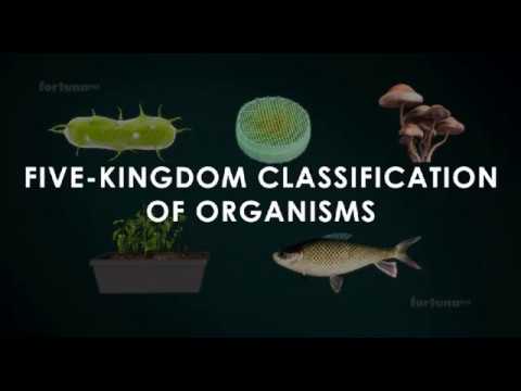 Five kingdoms of classification