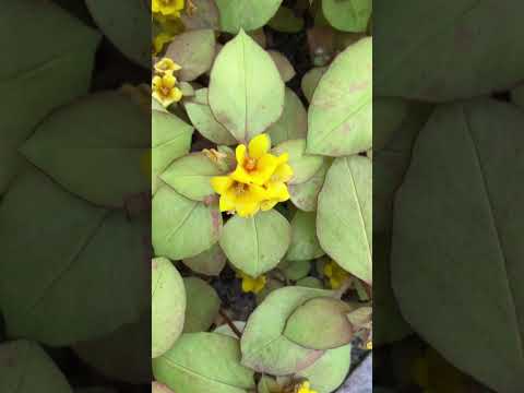 黄色の春の花を持つ低木、日本のバラの茂み、繊細な外観