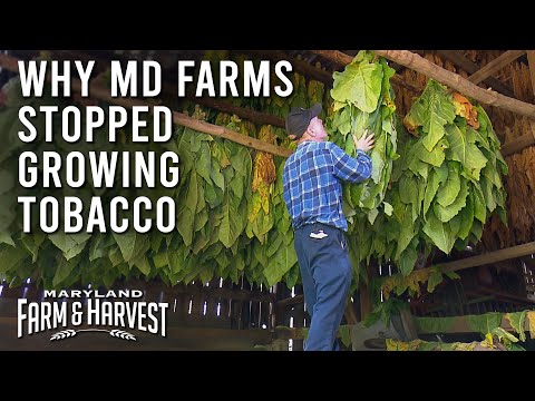 Why Maryland Farms Stopped Growing Tobacco