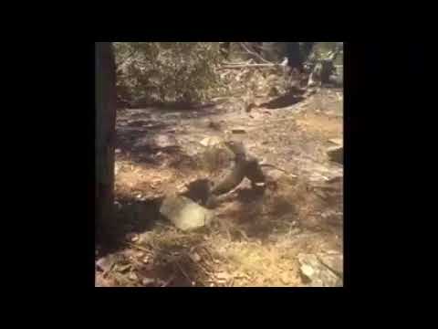 Two tree goannas having a wrestling match