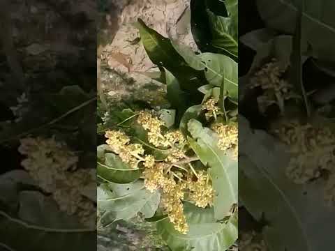 Sagir Mango Flowers Video Clips