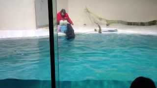 preview picture of video 'Esayari landscape of Toba Aquarium sea otter'