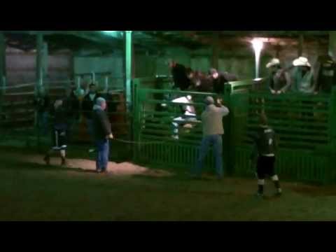 Coyote Bull Calf Beaver Creek Bucking Bulls