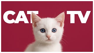 CAT TV 🐦 | Cat Enrichment Video with Relaxing Music for Cats | Ultimate Cat Entertainment