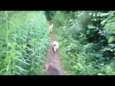 Wenn man mit dem Rudel Gassi geht