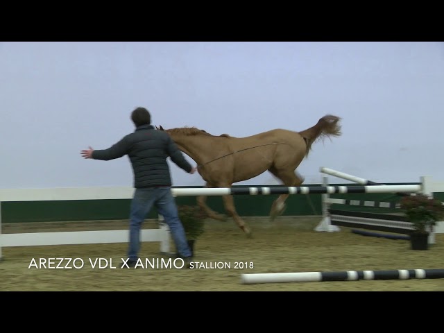 Nunto-Pugata Free Jumping