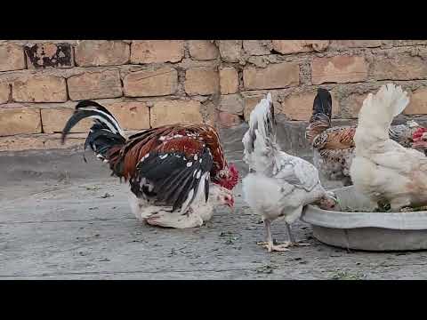 Rooster Mating Compilation Full