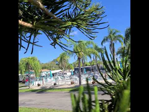 View from camp site looking through a beautiful Norfolk Island Pine Tree