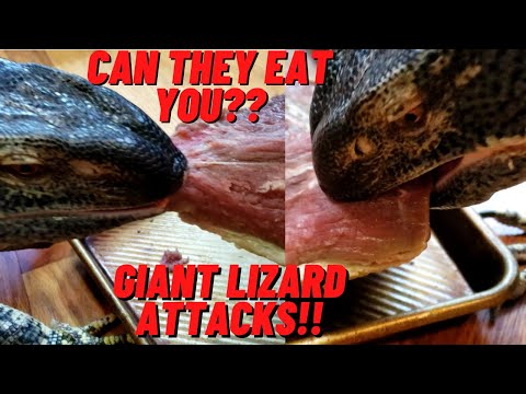 YouTube video about: Which of the following is not a reptile?