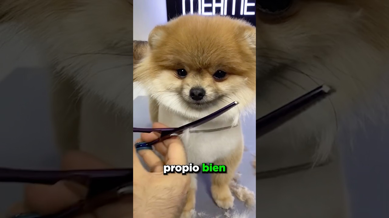 Este Perro Se Corta El Pelo ❤️