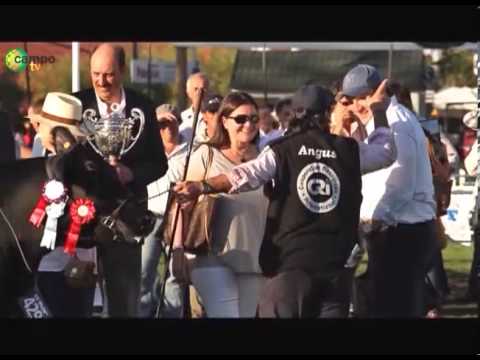 Gran Campeona Angus 2013