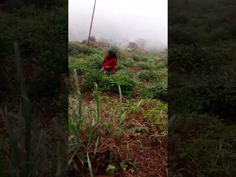 Serenity in the Mist: Nabanita's Tea Garden Walk. #shorts