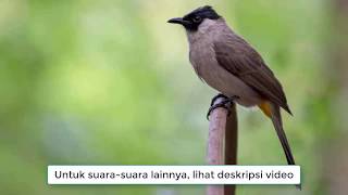 Download lagu Suara Burung Kutilang Liar, Cangkurileung Waktu Pagi Asli dari Alam mp3