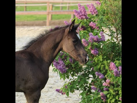 SOLD! FREEmotion´s SYMPATICO *2018 Hann. Hengstfohlen Rappe v. SECRET x DON CRUSADOR x ROTSPON