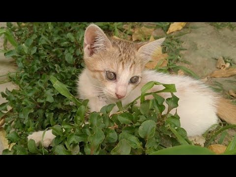 Mom Cat Left Her Kittens Alone And Disappeared