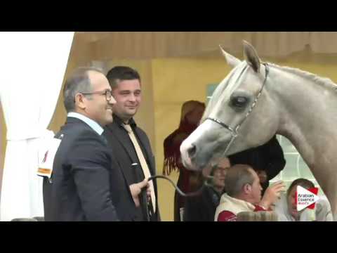 Arezzo 2015 - Yearling Fillies Championship