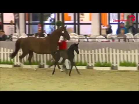 Prämienhengst und Preisspitze NRW Maracaná von Millennium als Fohlen