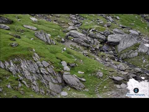 Cu tiroliana la Balea Lac [2016]