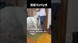 尻尾もげそうなくらいバンバンする愛犬 #グレートピレニーズ #大型犬 #愛犬 #かわいい犬 #greatpyrenees
