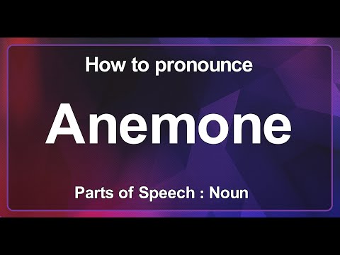 How to Say Anemone, How to Pronounce Anemone in English [ a plant with red, white, or blue flowers ]