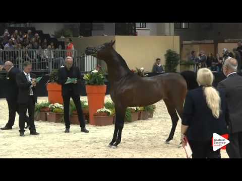 N 220 ESPRESSIVO   Verona 2015   Stallions 4 6 years old Class 10