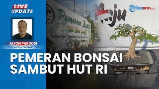 Rayakan HUT RI, 3 Hari Pameran Bonsai Landak Kalimantan Barat Jadi Ajang Mendukung Ekonomi Kreatif