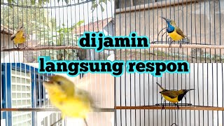 Download lagu SEMUA SOGON LANGSUNG RESPON DENGAN SUARA PANCINGAN... mp3