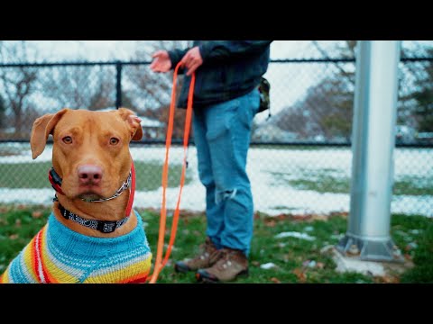 Tristan Gibson Dog Training video.