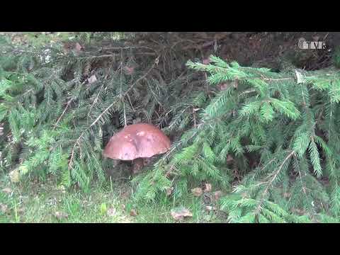 Jak bezpiecznie zbierać grzyby?