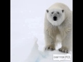 I M Polar Bear