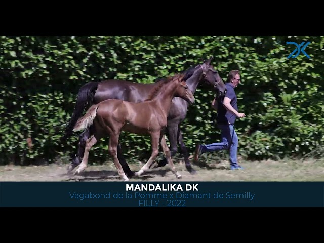 21 Mandalika DK