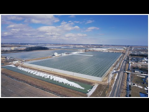 PELEE ACRES INC | GREENHOUSE FARM ONTARIO CANADA | HOW IT'S MADE | ONTARIO FARMS