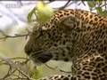 Leopard Vs Wildebeest Herd BBC Wildlife