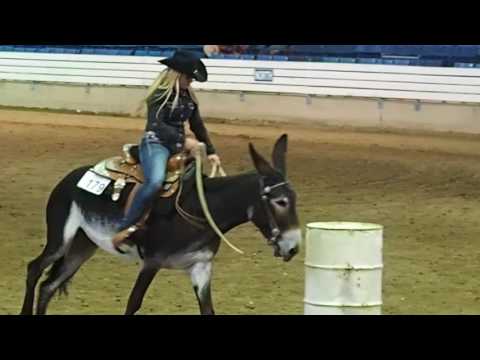Prova feminina de 3 tambores para jumentos