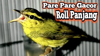 Download lagu Suara Cikrak Daun Gacor Roll Panjang • Burung Pare Pare Gacor mp3
