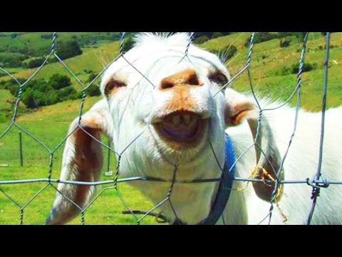 Chèvres drôles 2017 chèvres faisant des sons et des bruits drôles [animaux drôles].