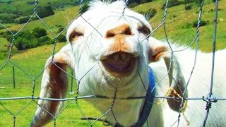 Chèvres drôles 2017 chèvres faisant des sons et des bruits drôles [animaux drôles].