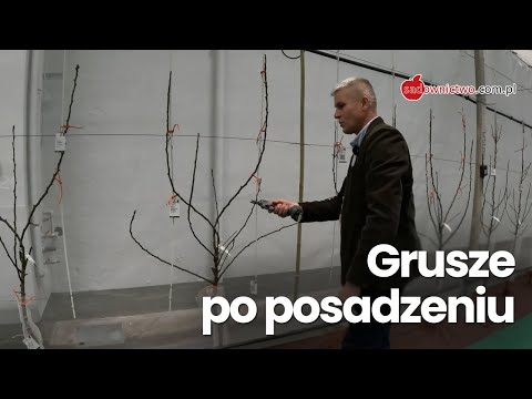 GRUSZE - cięcie drzewek po posadzeniu (część 5/6)