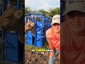 Breeding Cows A Day On The Farm