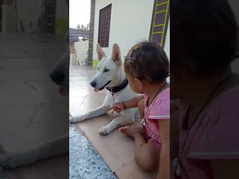 my cute little vansu