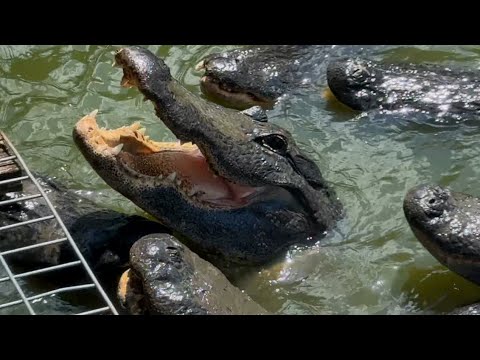 'It’s not just bad luck': Woman blames overpopulation for fatal alligator attack in Lake Kissimmee