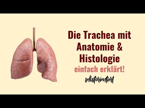 Die Speiseröhre des Menschen einfach erklärt! (Anatomie der Trachea) - Aufbau | Histologie | Deutsch