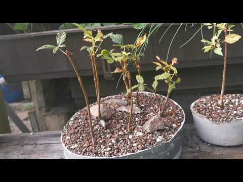 Bonsai Vorbereitung Winter Quartier.
