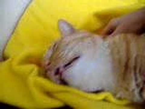 enda the cat in another sleping coma