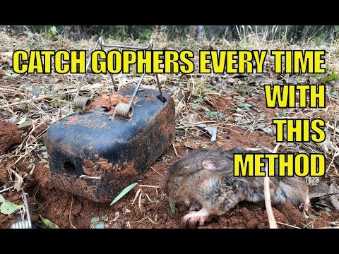 How to Catch Gophers Every Time #gopher #gophertrap