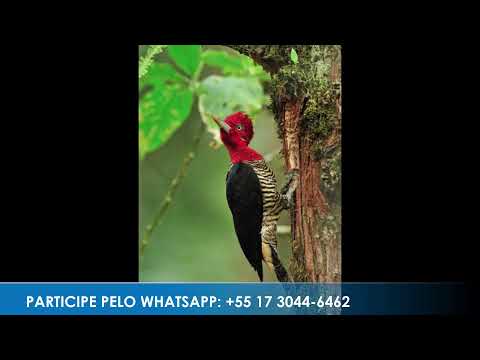 Programa: Caminho da Roça - 20/05/26 - Parte 1 - Apresentação: Paulinho