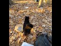 Black Cat Runs Off Cream Tabby With Slaps Meows Shorts