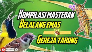 Download lagu KOMPILASI MASTERAN SOGON | GEREJA TARUNG VS BELALANG EMAS #sogon #sogongacor #sogokontong mp3