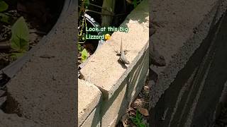 Music video thumbnail preview for King Gizzard \u0026 The Lizard Wizard - Pleura (Official Video) by Lizzard