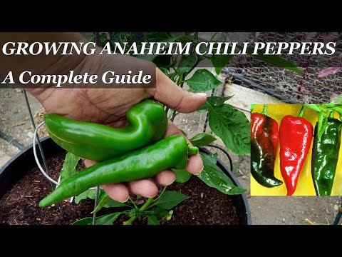 YouTube video about: Where to buy anaheim pepper plants?